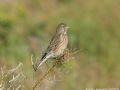 Carduelis cannabina